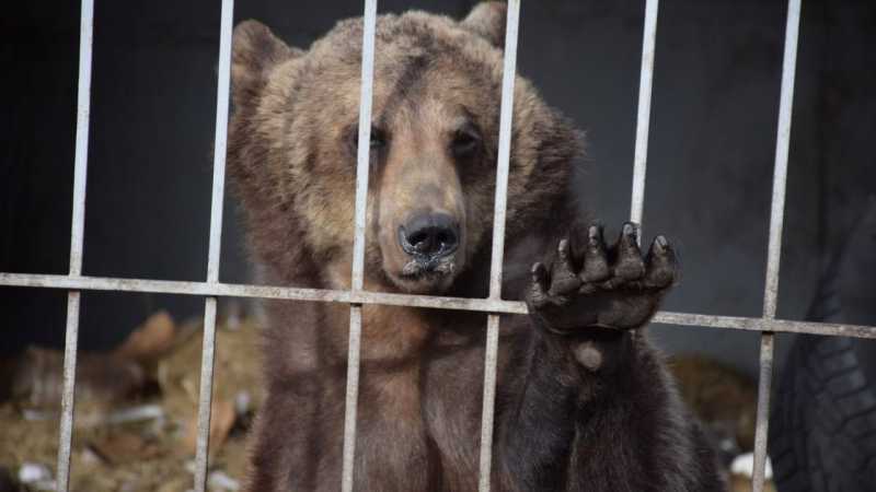 Белгородский зоопарк примет к себе медведицу по имени Венера