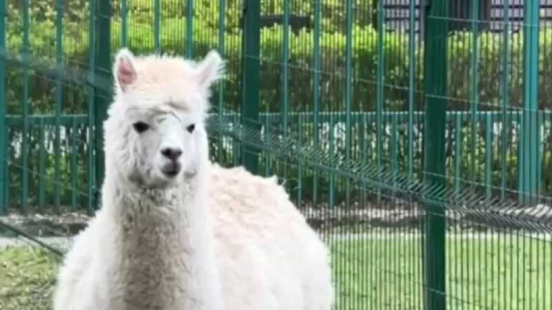В белгородском зоопарке появился новый житель – альпака