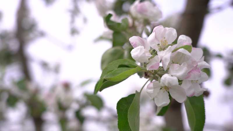 Яблони в цвету! Как аграрии готовятся к сезону плодоношения