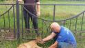 В Прохоровском районе спасли косулю