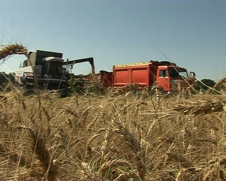 В Белгородской области убрано уже три четверти ранних зерновых