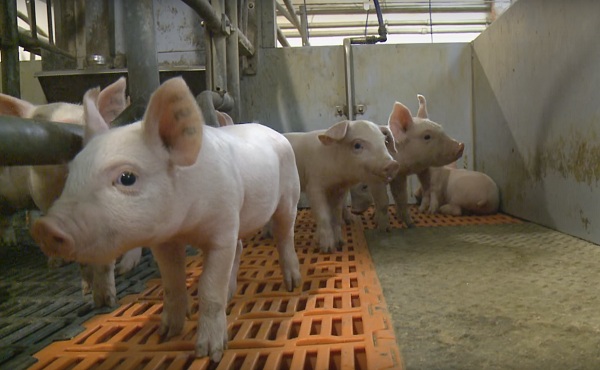 В Белгородской области займутся выведением новой породы свиней