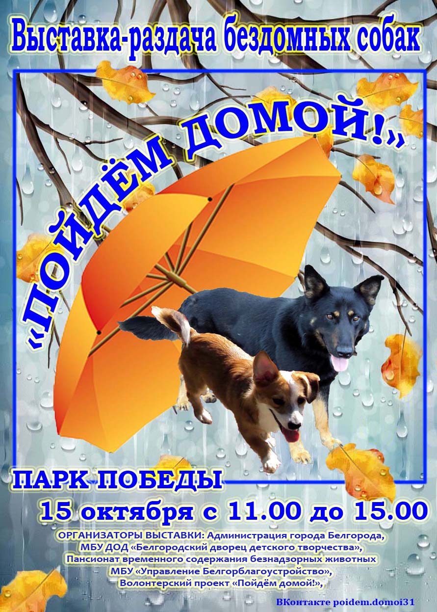 Выставка-раздача бездомных собак «Пойдем домой!» в Белгороде