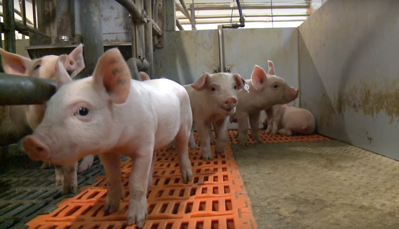 производство свинины 