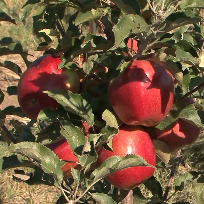 корочанские яблоки