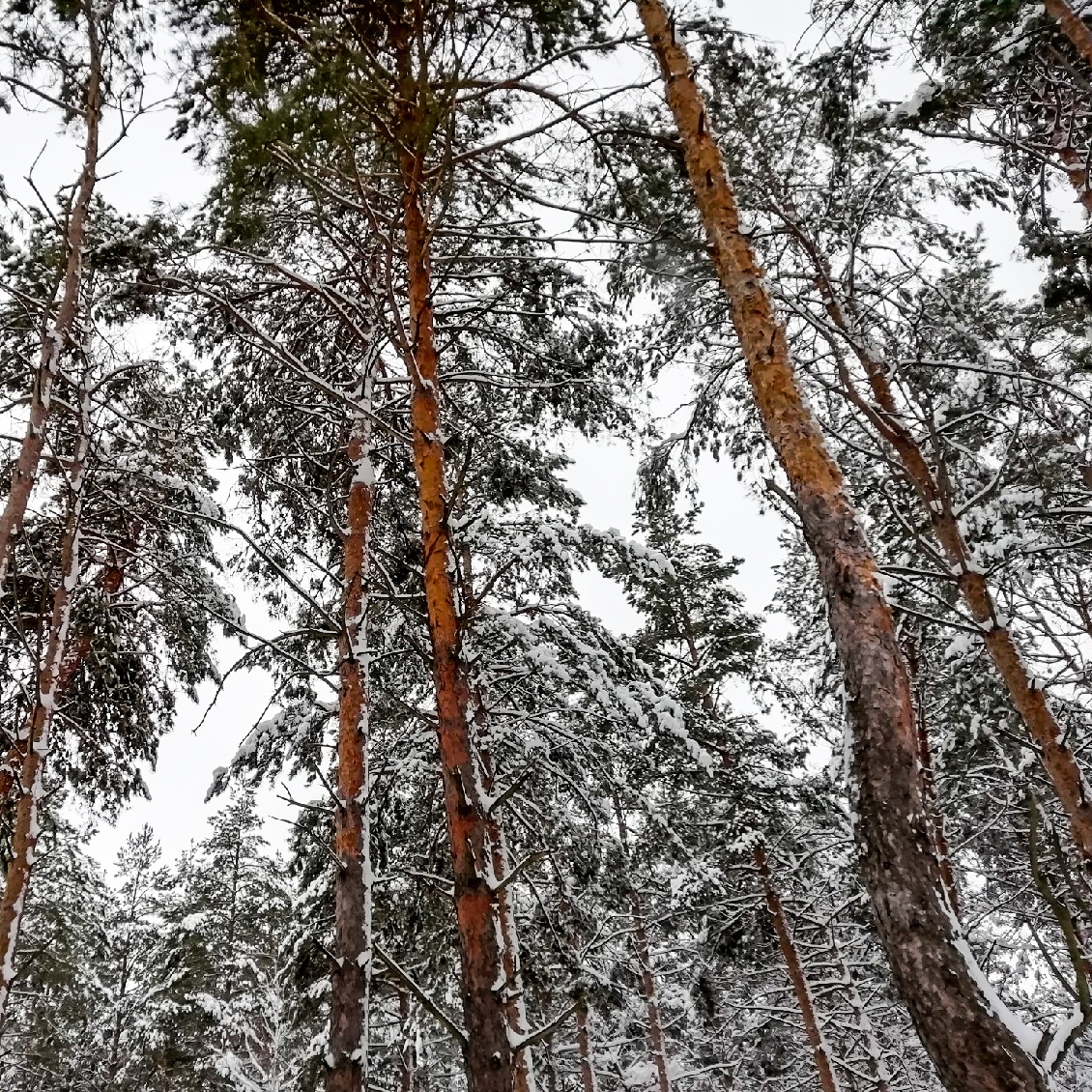 зимний лес 