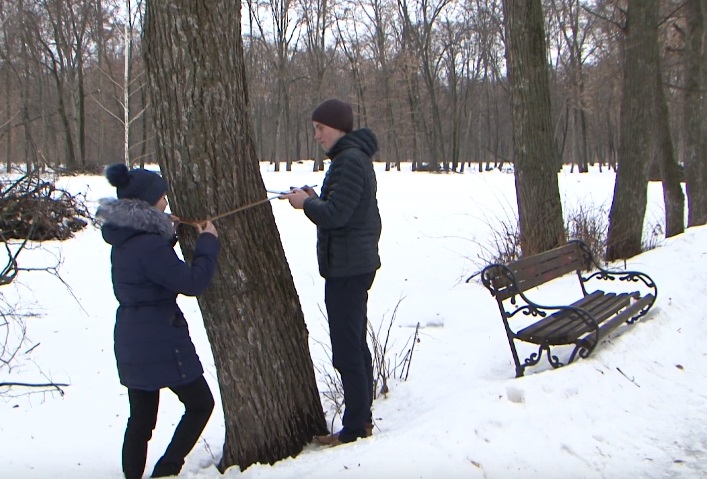 В белгородских парках обследовали более 5 тыс. деревьев