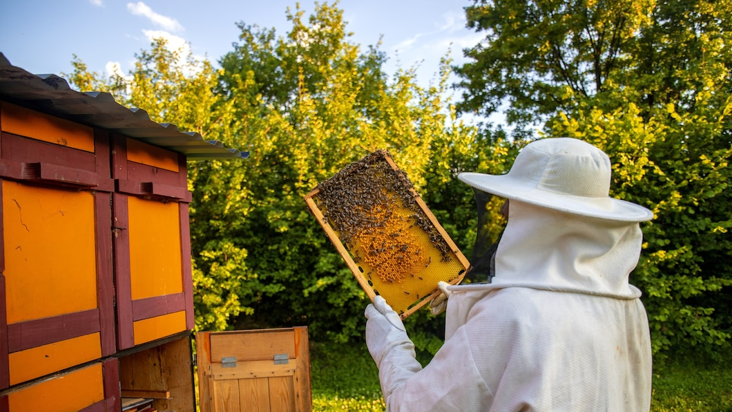 Пчеловод собирает мёд