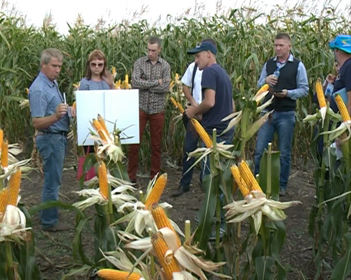 Лучшие достижения в выращивании кукурузы представили на инновационной площадке в Белгородском районе