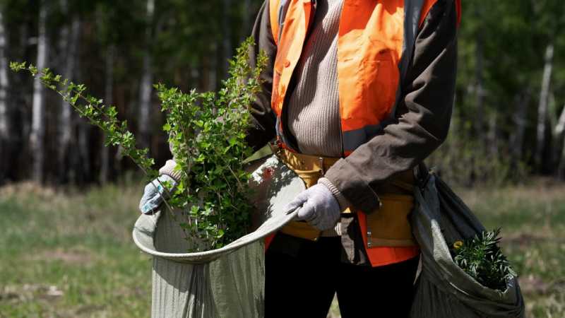 План по лесовосстановительным работам в Белгородской области перевыполнили на 11%
