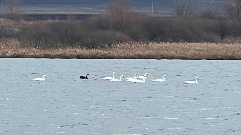 На одном из белгородских прудов поселился чёрный лебедь