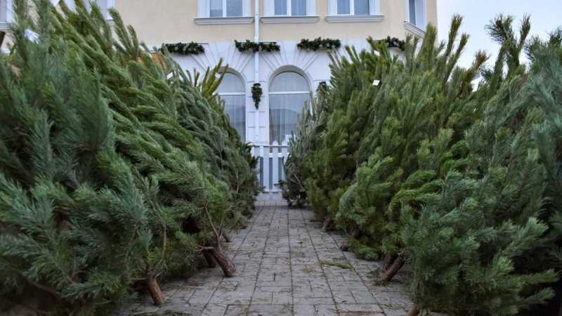 Цена живой ели в Белгородской области будет начинаться от 700 рублей за метр