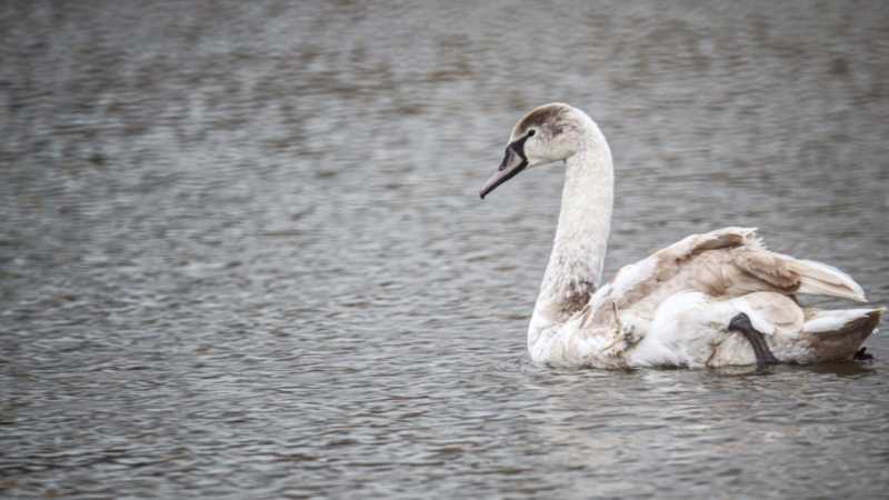 Экоохотнадзор снова просит белгородцев не «спасать» лебедей