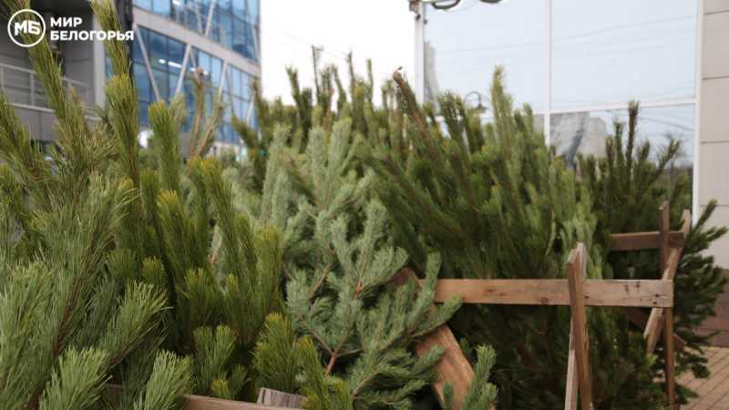 В Белгороде открыли ёлочные базары