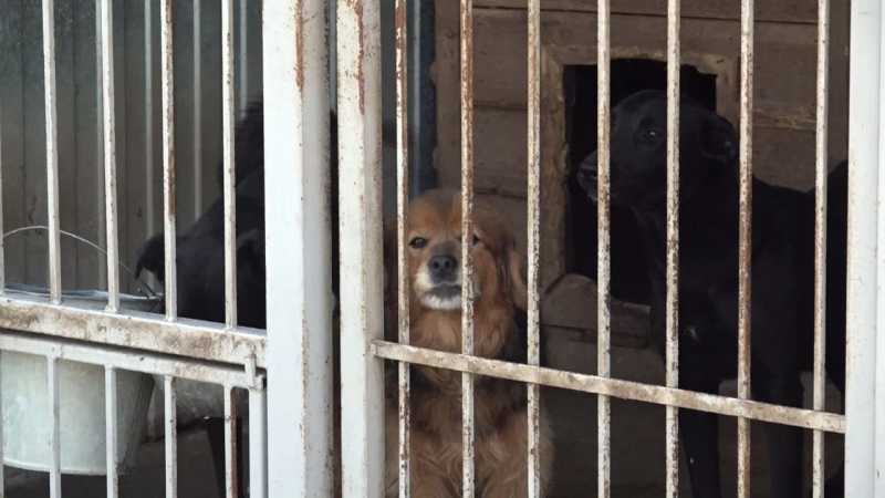 Александр Бастрыкин поручил возбудить дело из-за нападения стаи собак на ребёнка в Белгородской области