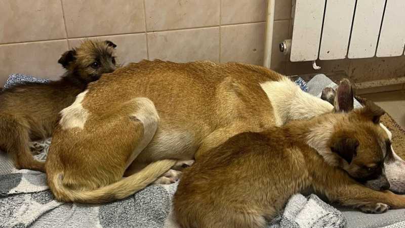 Белгородский приют «Лучик надежды» остался без света из-за обстрелов