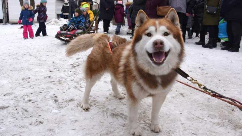 В Белгороде пройдёт традиционный «Хаски-Trail»