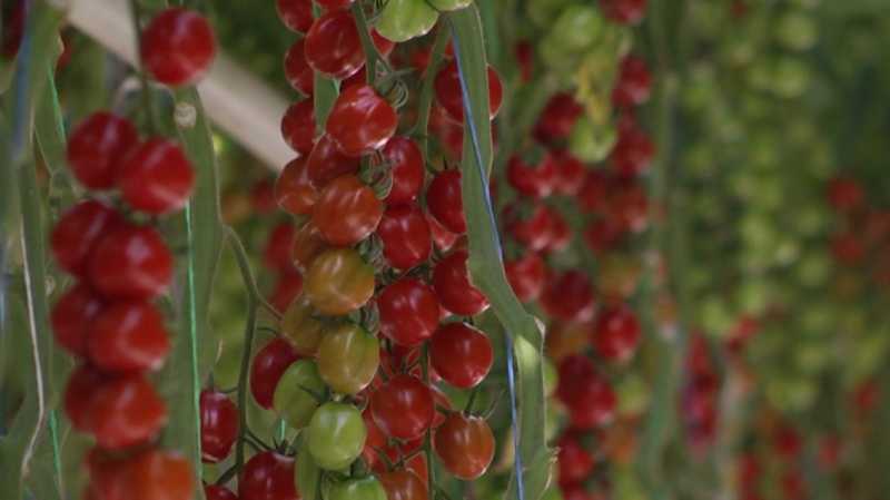 В Белгородской области инфляция ниже общероссийской