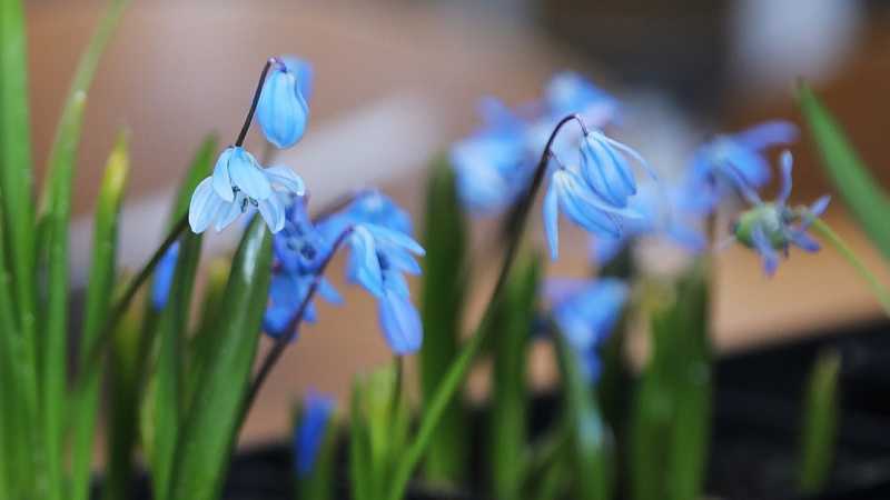  В Белгороде в НИУ «БелГУ» зацвели пролески