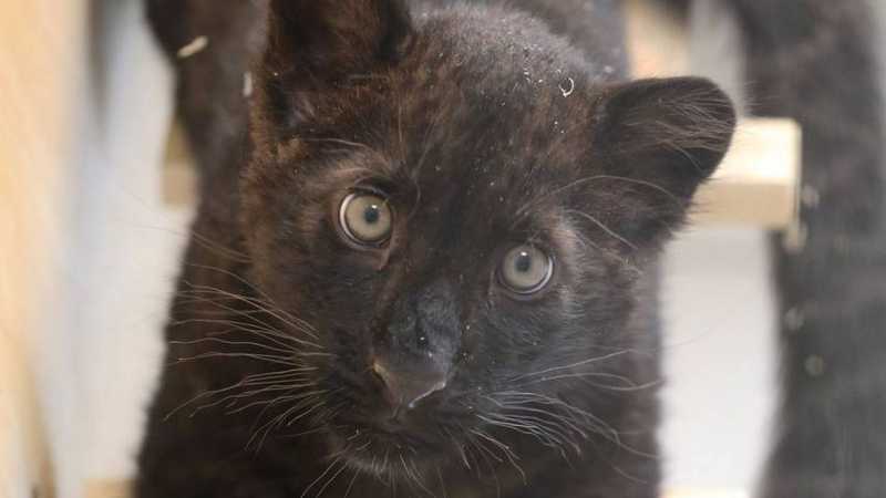 Пантеру Багиру покажут белгородцам только в марте 