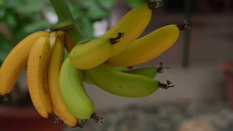 В Майском доме культуры банановые деревья впервые дали урожай