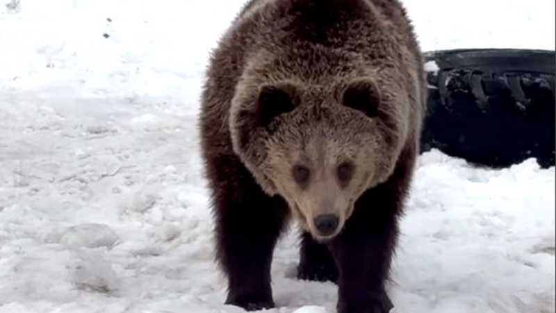 В Белгородском зоопарке медведи вышли из спячки