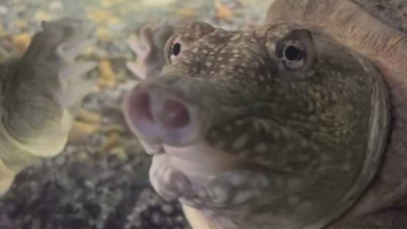 В Белгородском зоопарке поселилась черепаха с хоботом