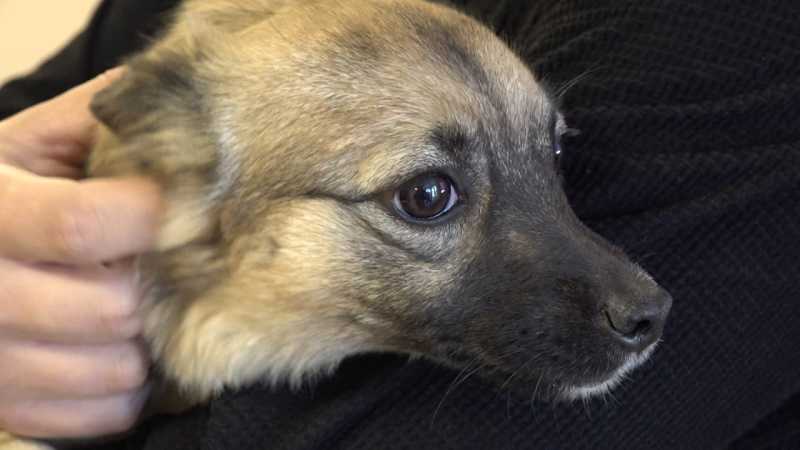 «Рад, что строим»: Вячеслав Гладков ответил на вопросы о приюте для собак в Валуйках