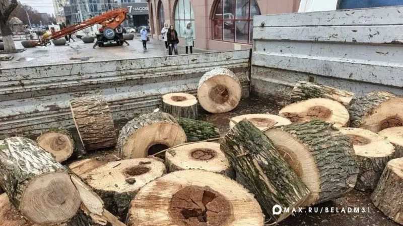 Аварийные деревья спилили на Народном бульваре в Белгороде