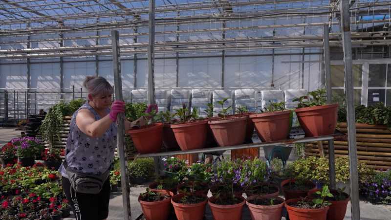 Цветочная столица региона: Белгород украсят почти 700 тысяч однолетников и 5 тысяч многолетних растений