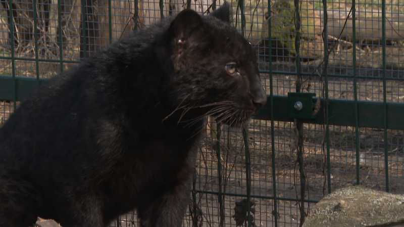 В Белгородском зоопарке юная пантера Багира переселилась в вольер