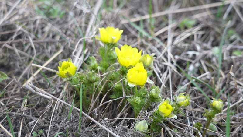 Белгородцам показали, как выглядит участок «Лысые горы» заповедника «Белогорье» весной