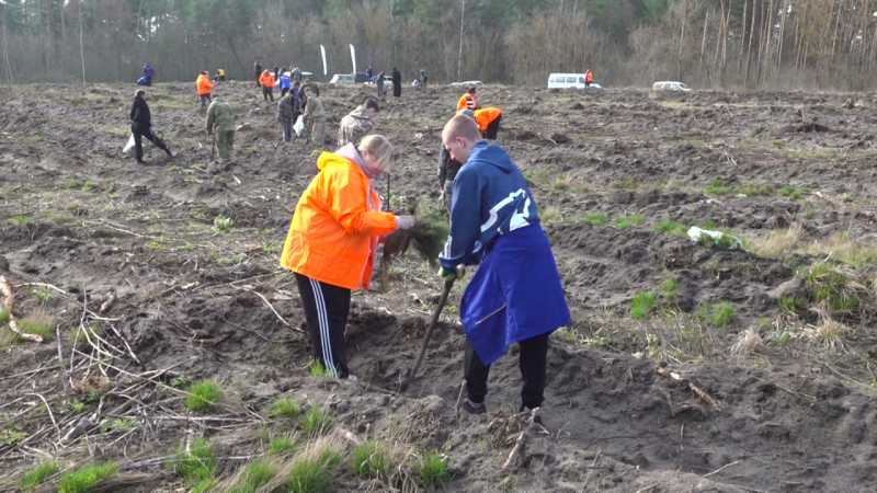 В Новооскольском округе заложили сосновый «Сад памяти»