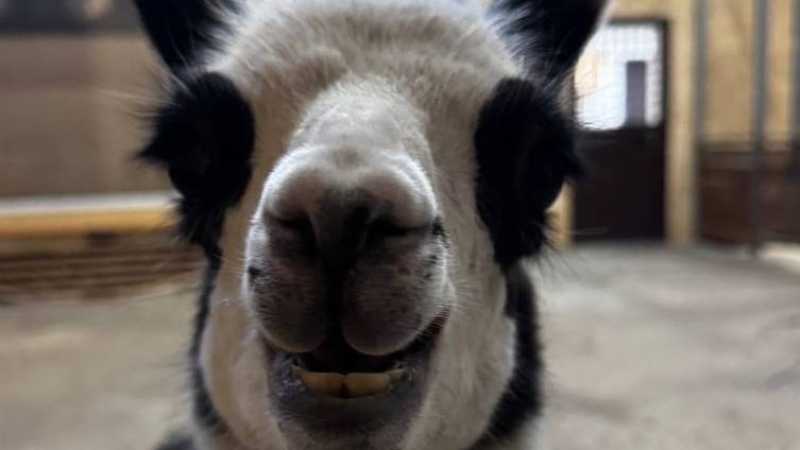 Ламочку из Белгородского зоопарка назвали Лампочка