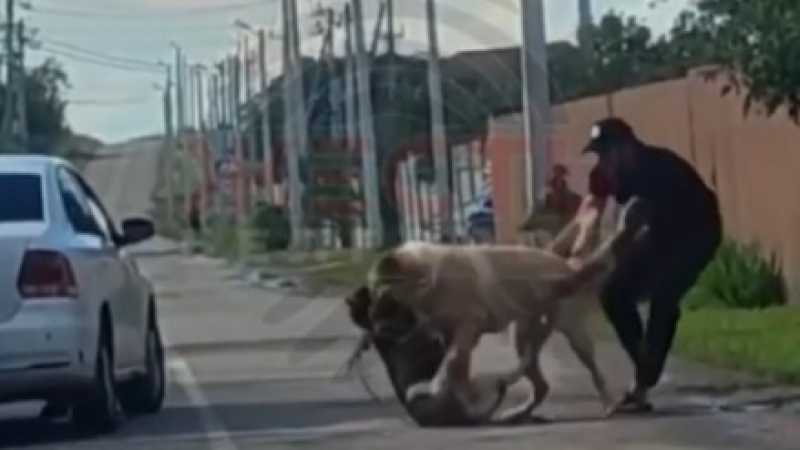  В Белгороде алабай напал на хаски и чуть его не загрыз