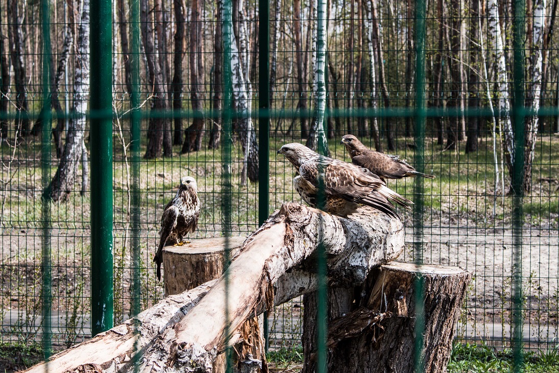 Зоопарк в белгороде официальный сайт