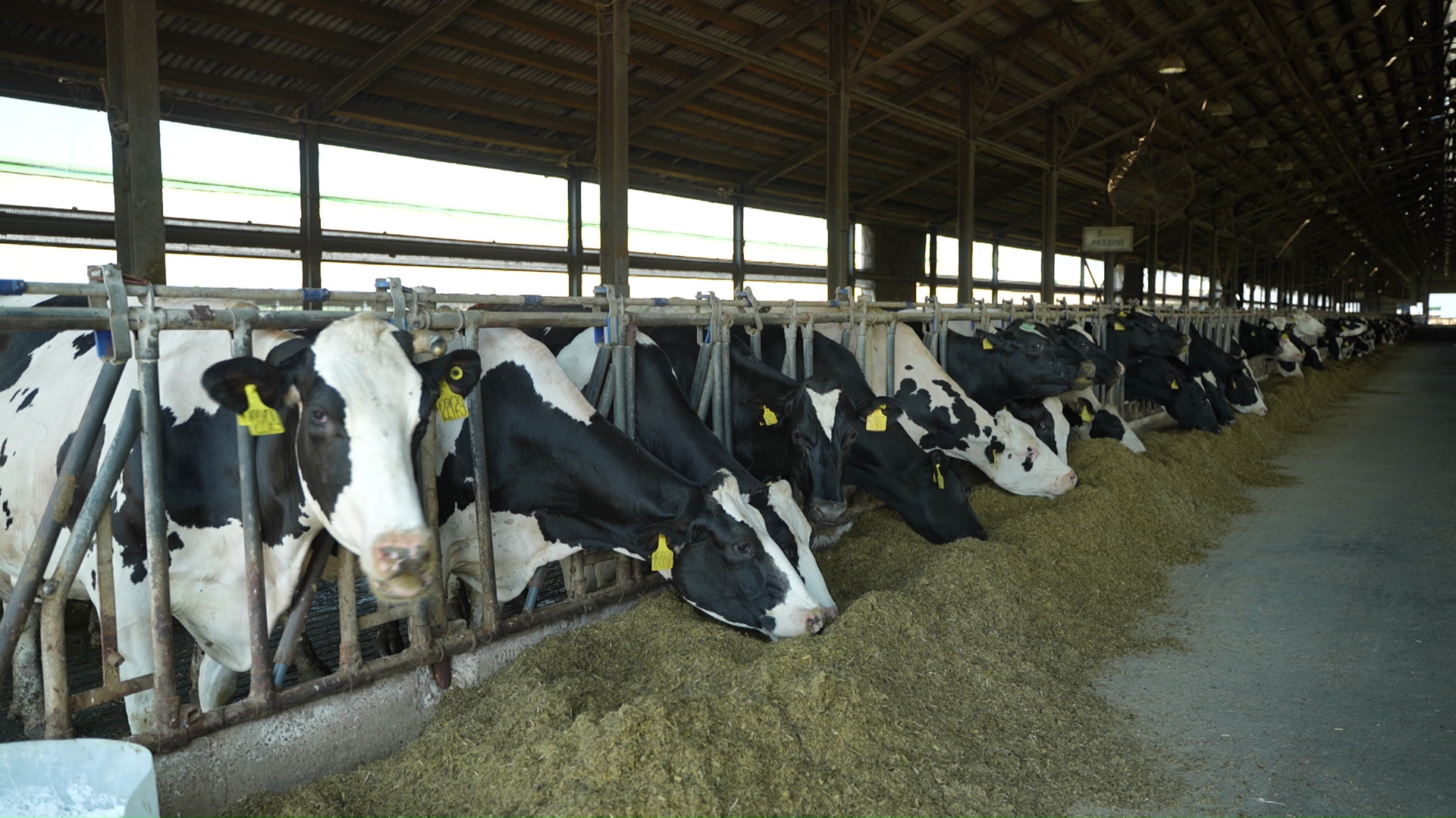 Молочно-товарный комплекс в Яковлевском округе за последние 10 лет подняли продуктивность производства почти на 40%
