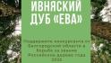 Ивнянский дуб «Ева» борется за звание Российского дерева года