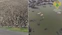 В Старооскольском округе из-за незаконной дамбы погибло более 3,2 тысяч карасей