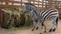 Зебру из Старооскольского зоопарка назвали Петрушей