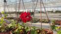 В теплицах Белгорода готовят растения к тёплым сезонам