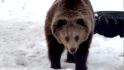 В Белгородском зоопарке медведи вышли из спячки
