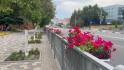 465 тысяч цветов украсили улицы Старого Оскола