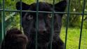 Кадрами с «котосессии» поделился Белгородский зоопарк