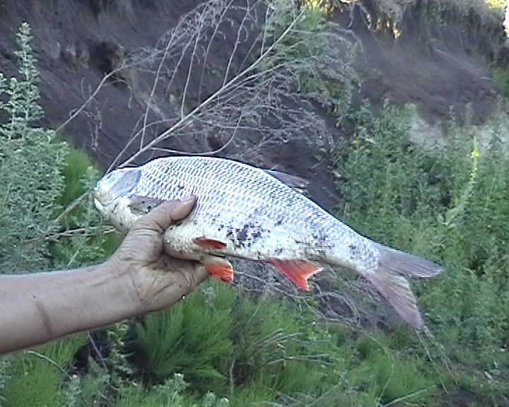 В реке села Сорокино массово гибнет рыба