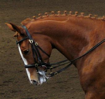 horse