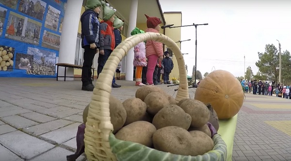 В Старооскольском округе проведут фестиваль картофеля