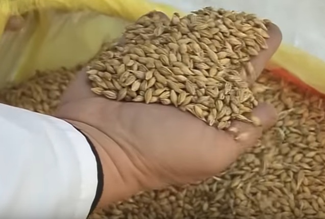 зерно на ладони