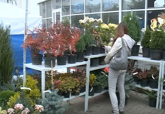 продажа растений на выставке в «Белэкспоцентре»