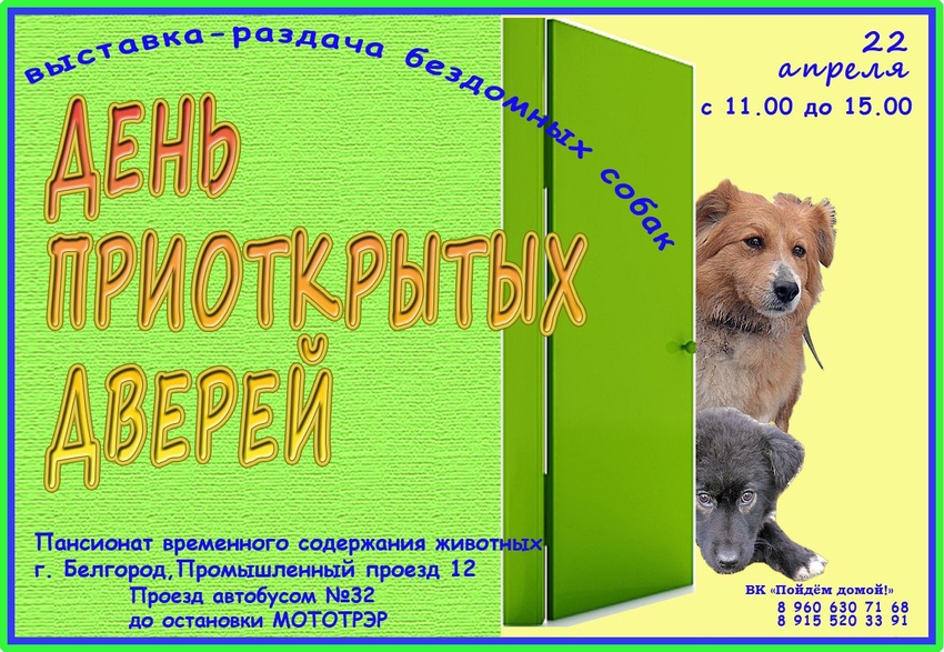 Выставка-раздача бездомных собак в Белгороде